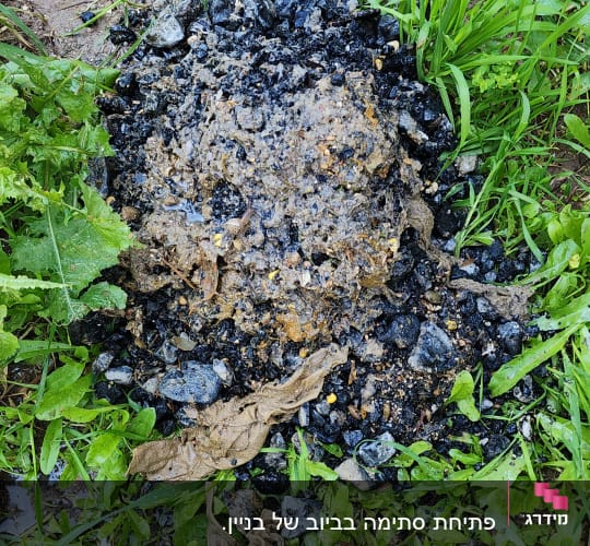 פסולת רטובה על הקרקע מוקפת בצמחייה ירוקה